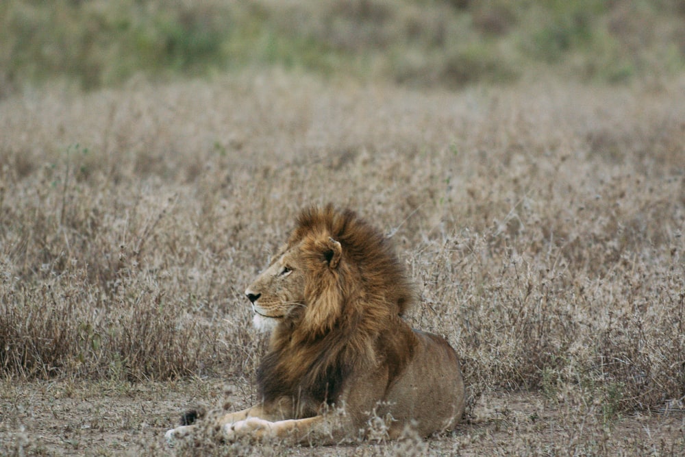 lion couché sur un champ d’herbe brune pendant la journée