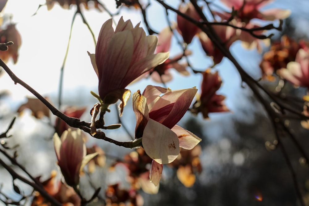 pink flower in tilt shift lens