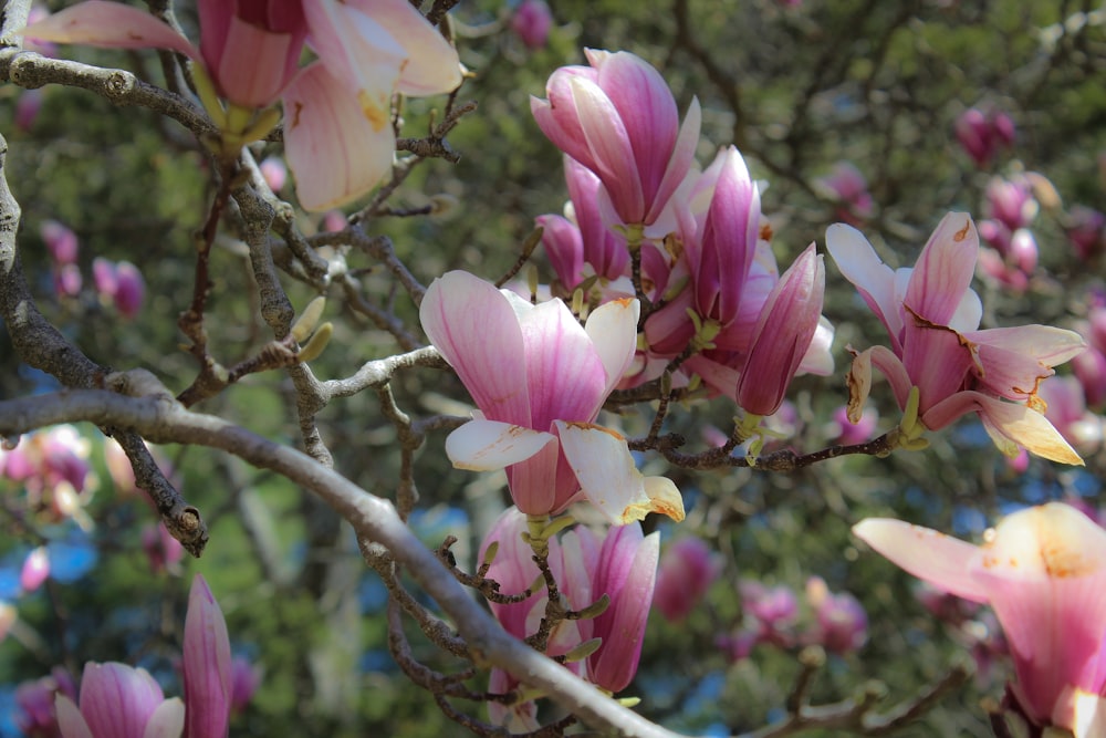 pink and white flower on brown tree branch during daytime