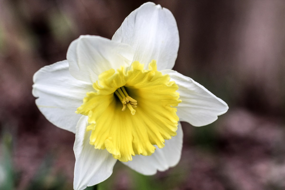 Daffodil in spring — Unsplash