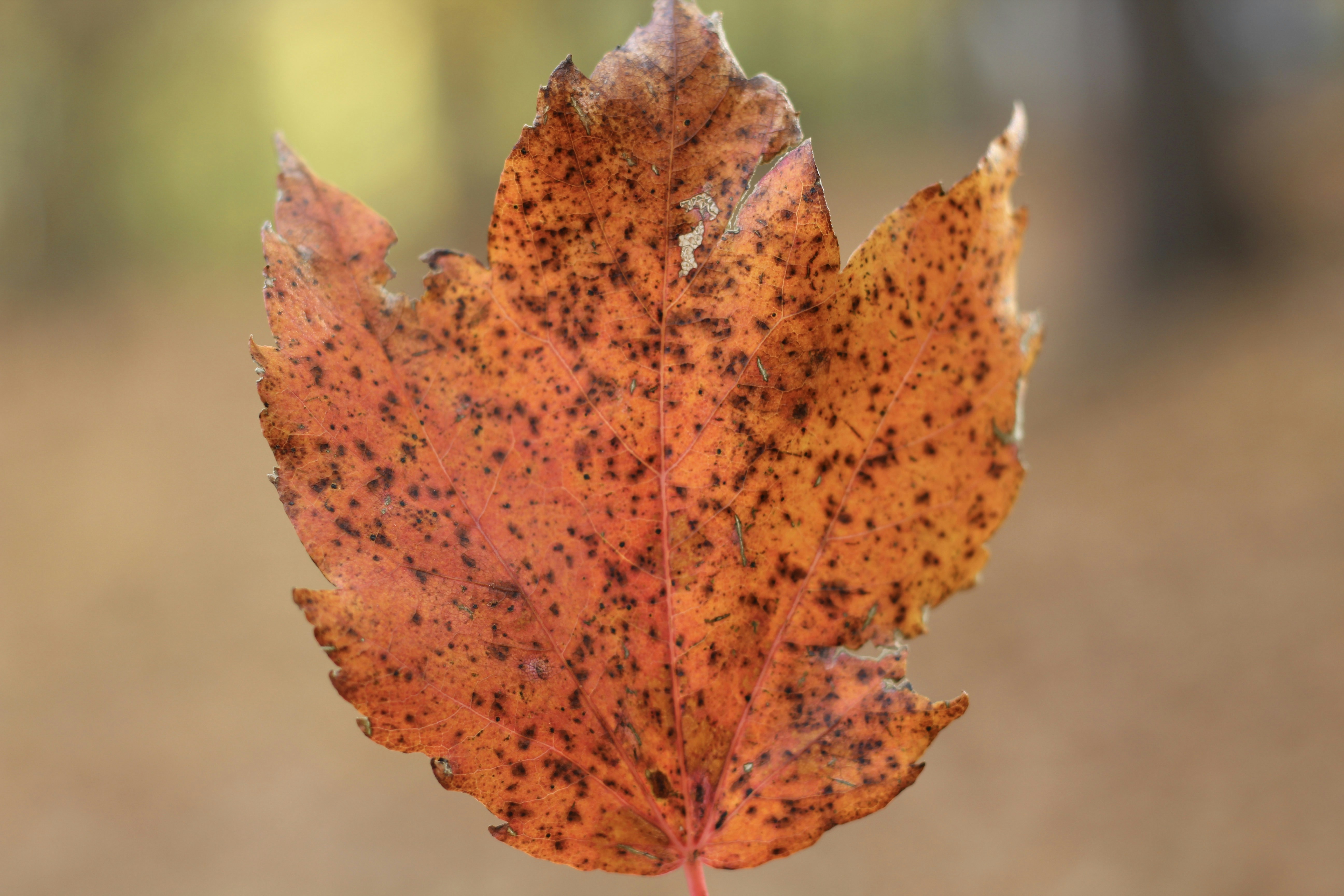 Photo by julesdickens