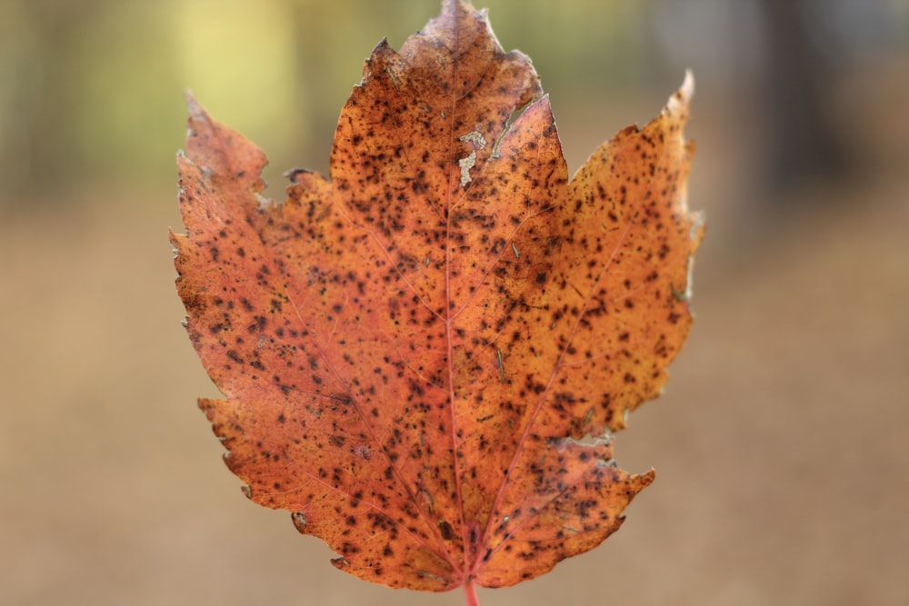 red and brown maple leaf