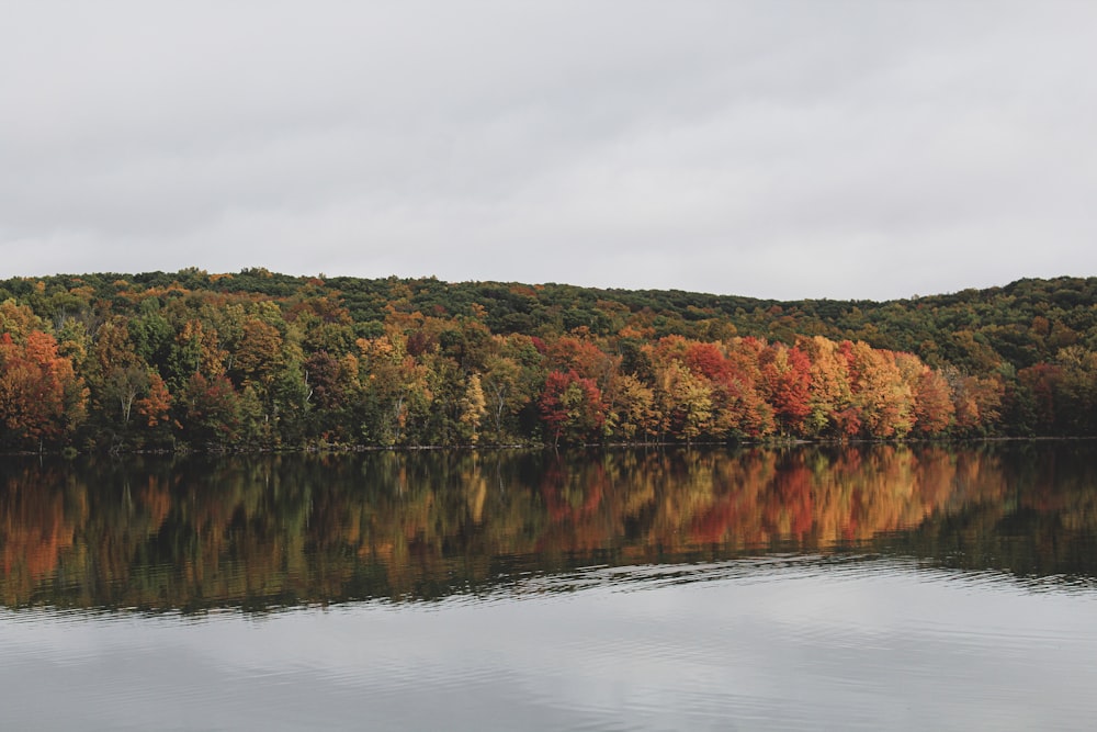 green and brown trees beside river under white sky during daytime