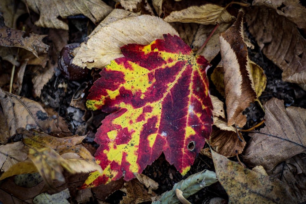red and yellow maple leaf on brown dried leaves