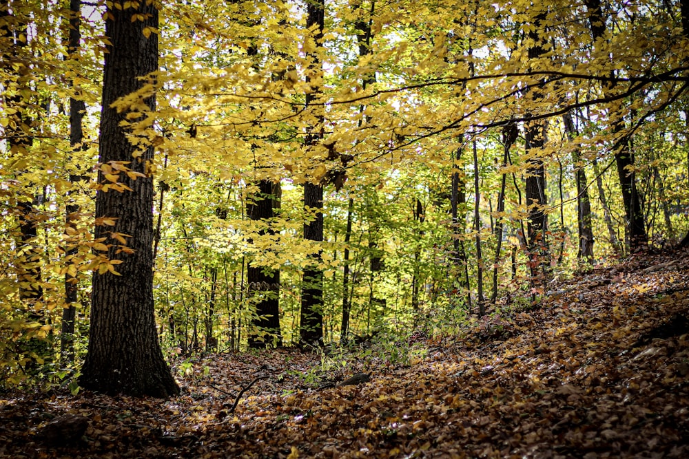 green and yellow trees during daytime