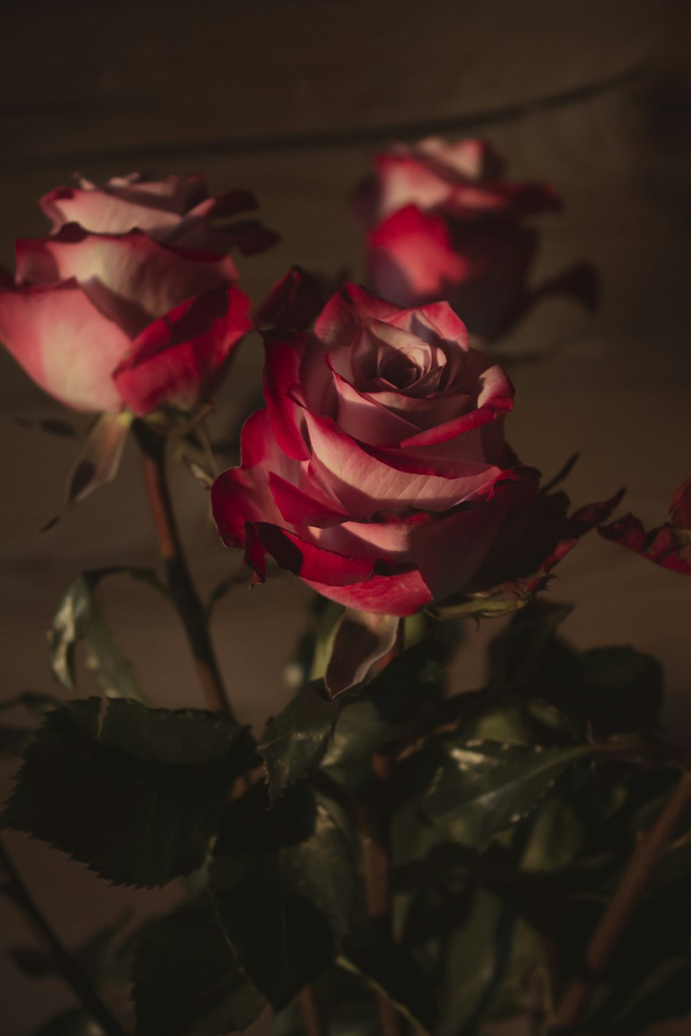 pink rose in close up photography