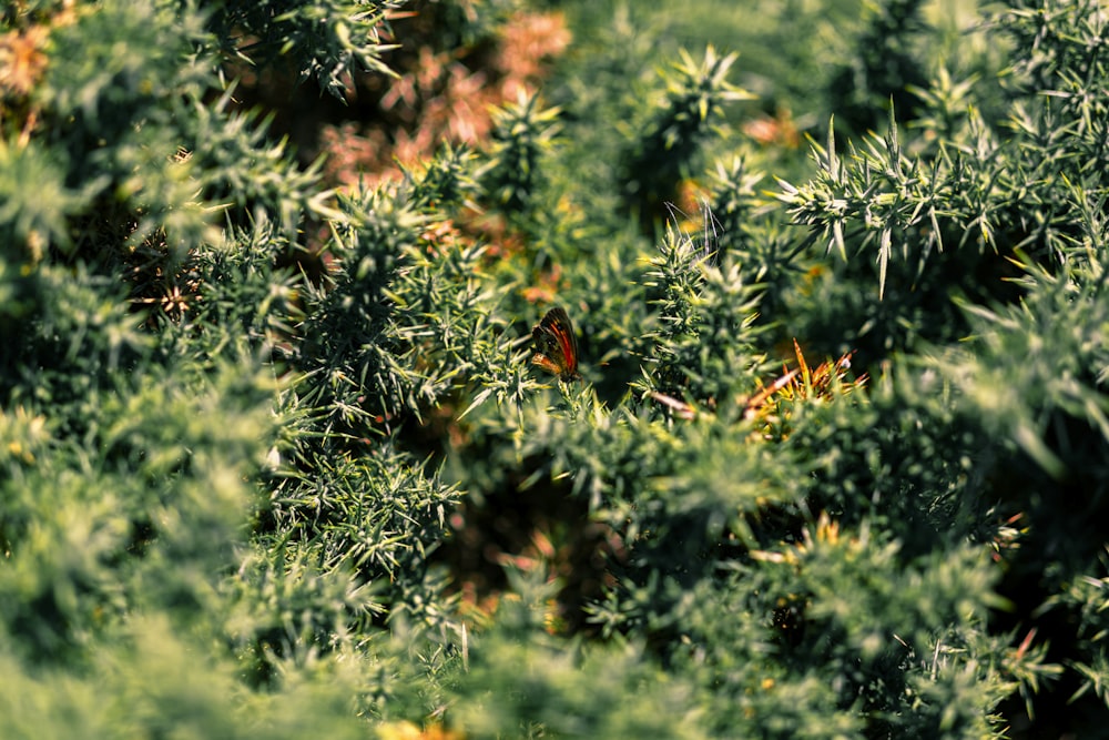 planta verde com flor vermelha