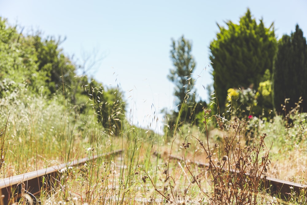 green grass field during daytime