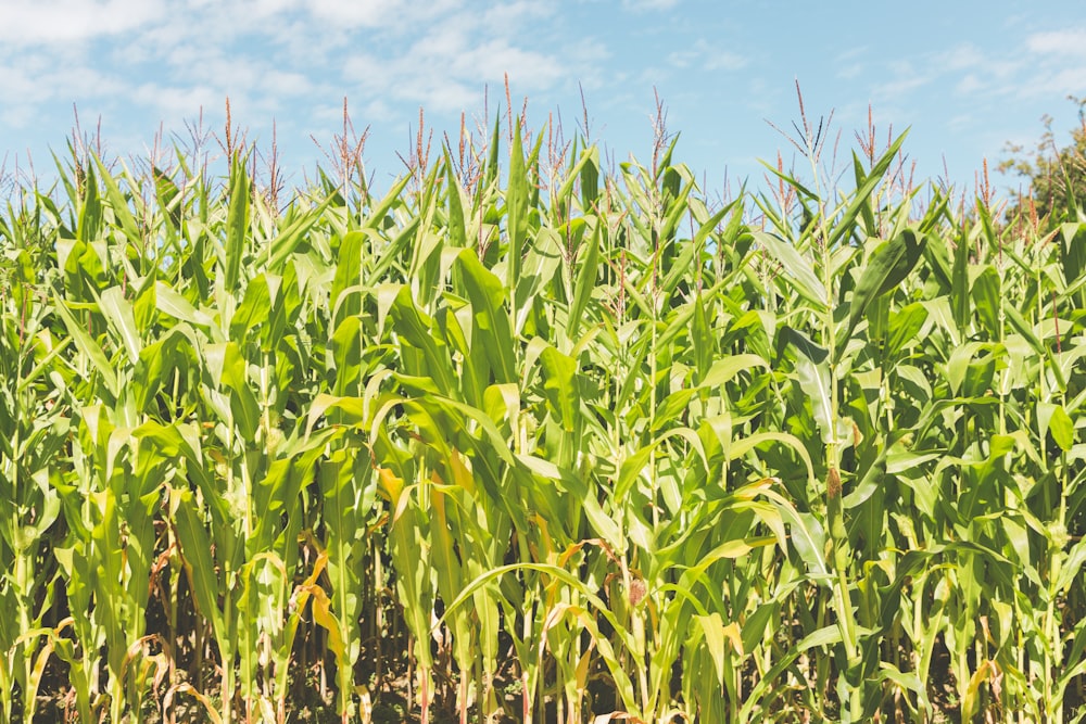 campo de maíz verde bajo el cielo azul durante el día