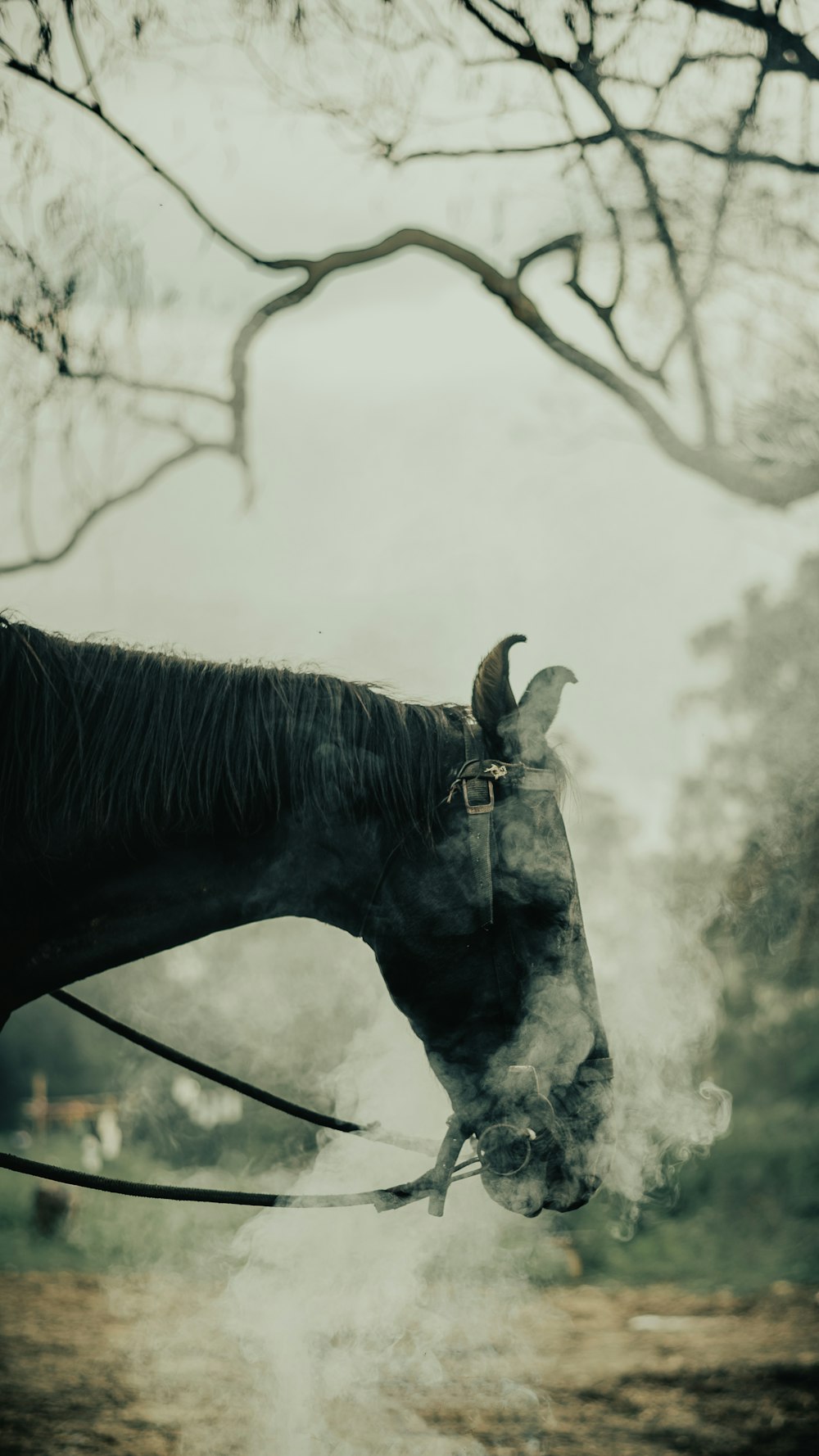 black horse in grayscale photography