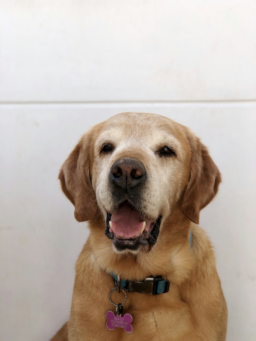 yellow labrador retriever lying on white floor