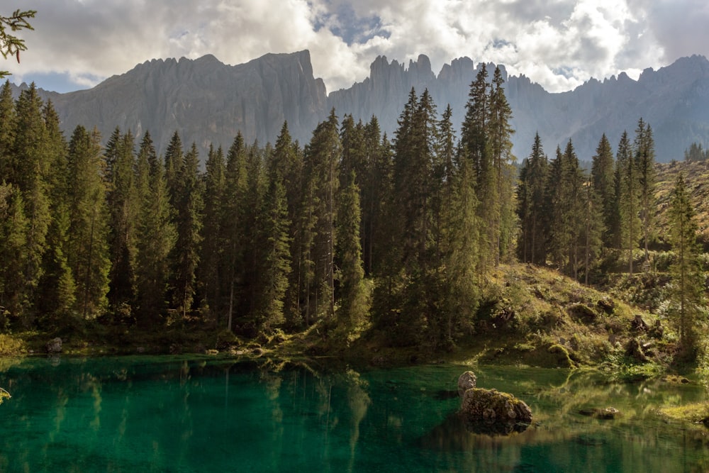 green trees near lake under blue sky during daytime