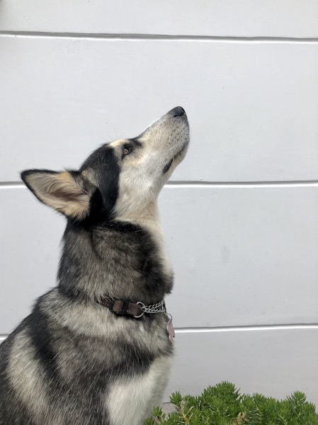 Cancer in Dogs: 10 Warning Signs Every Owner Should Watch For