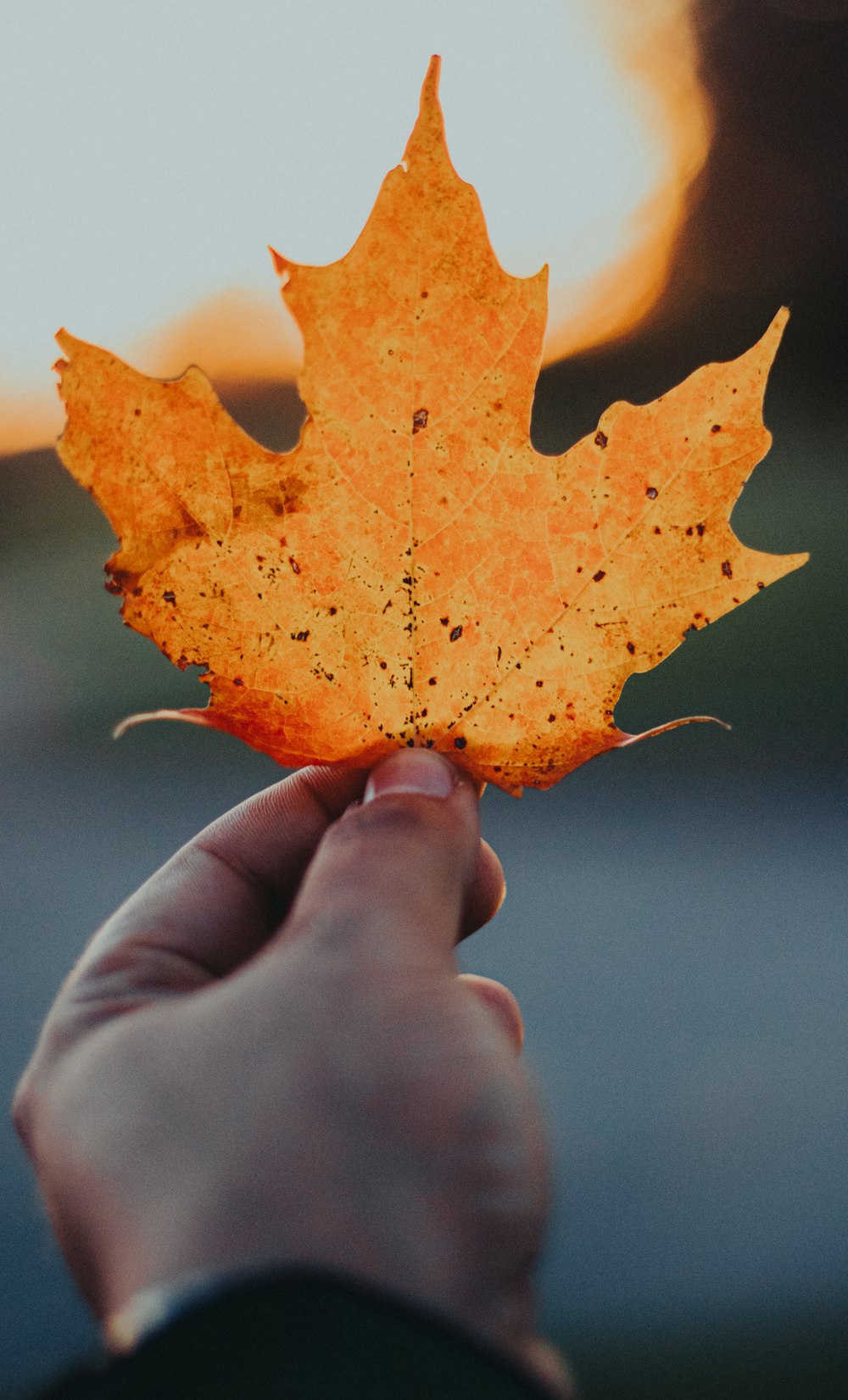 person holding brown maple leaf