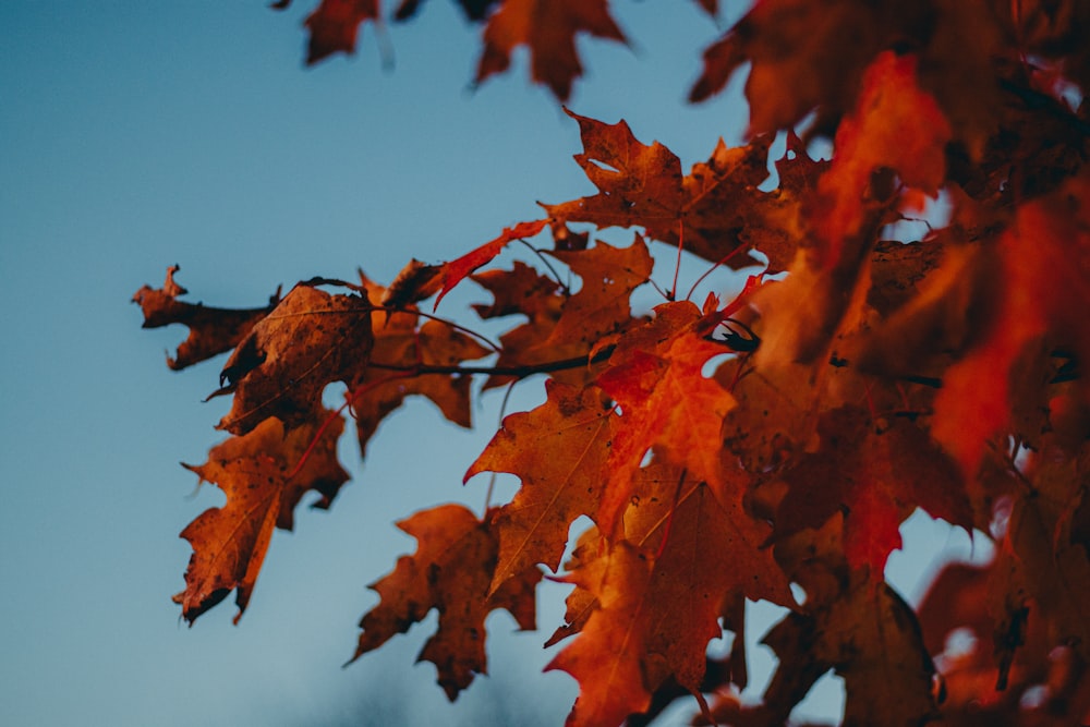 red maple leaf under blue sky