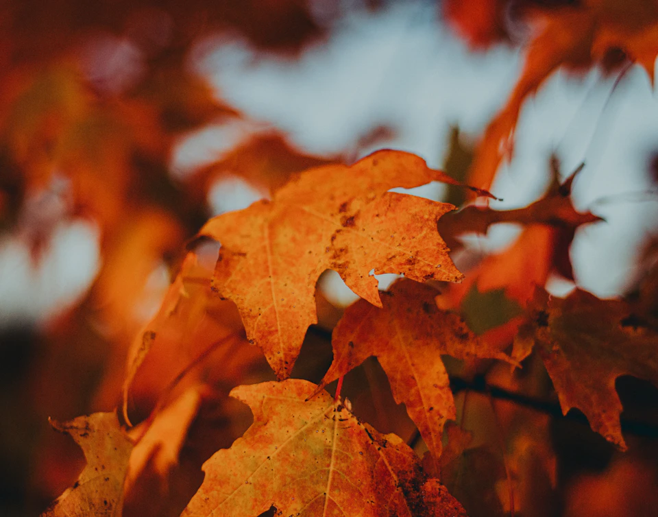 Close-up view of vibrant orange maple or oak tree leaves against blurred background