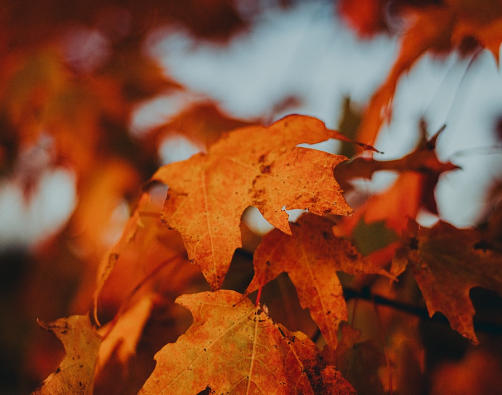 brown maple leaf in close up photography