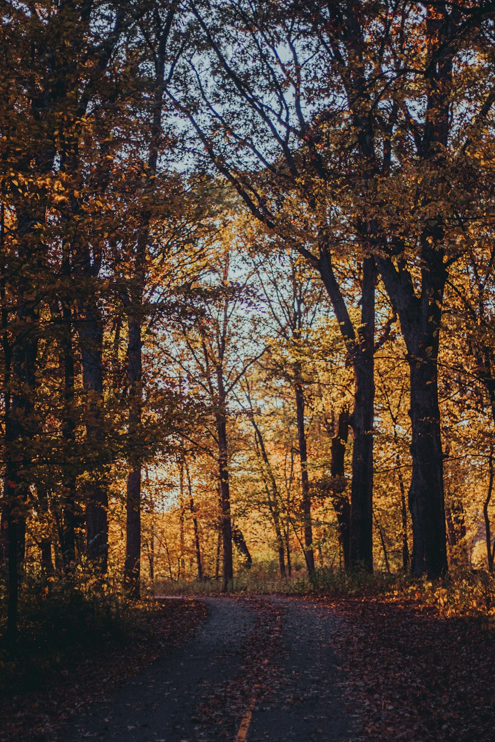 brown trees on green grass field during daytime