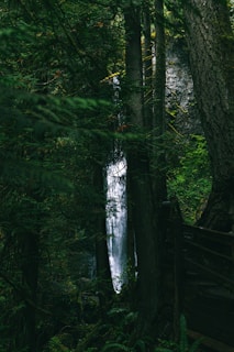 brown wooden fence in forest during daytime