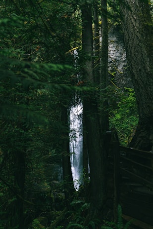 brown wooden fence in forest during daytime