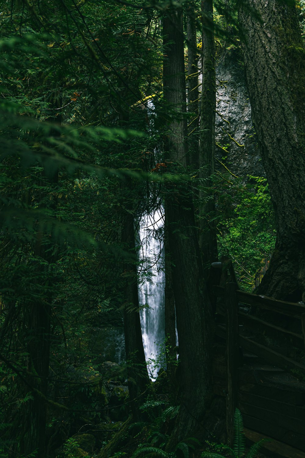 brown wooden fence in forest during daytime