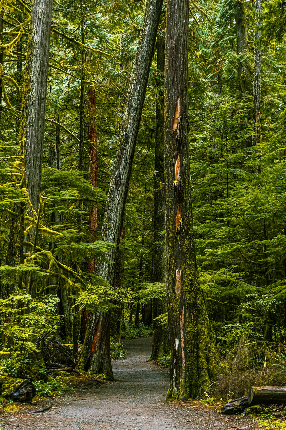 green trees on forest during daytime