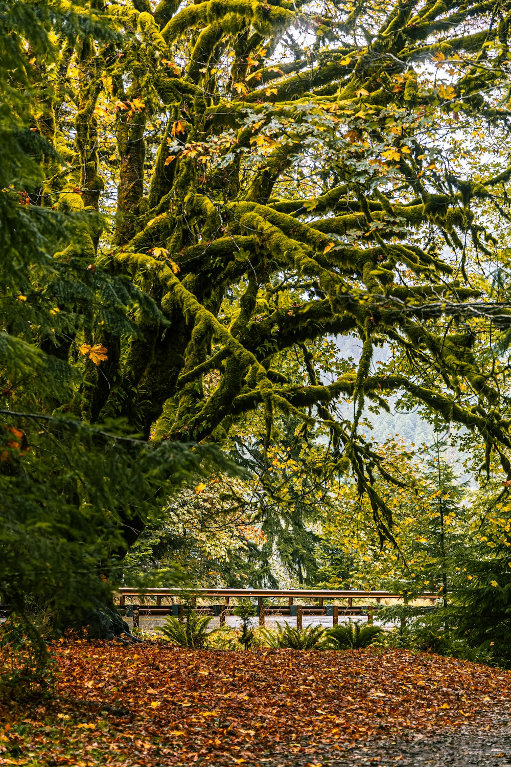 green and brown trees during daytime