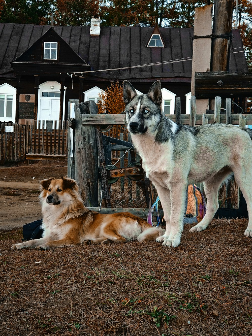 white and brown short coated dog on brown soil