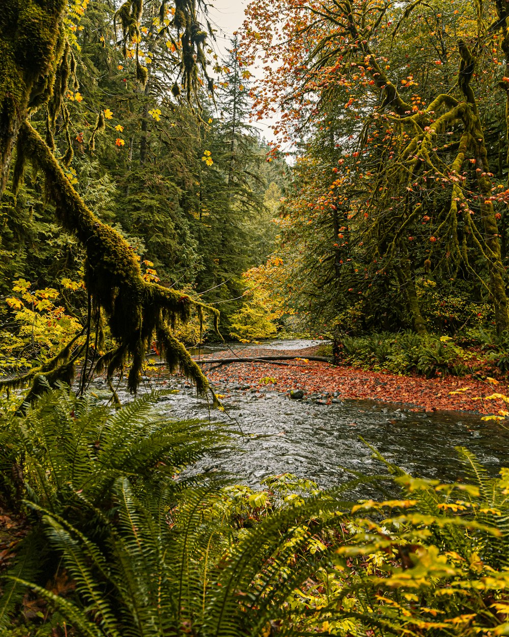 brown and green trees beside river during daytime