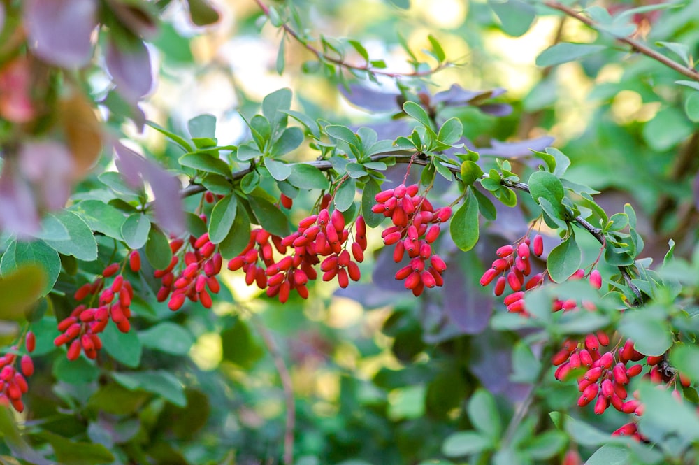 red flowers in tilt shift lens