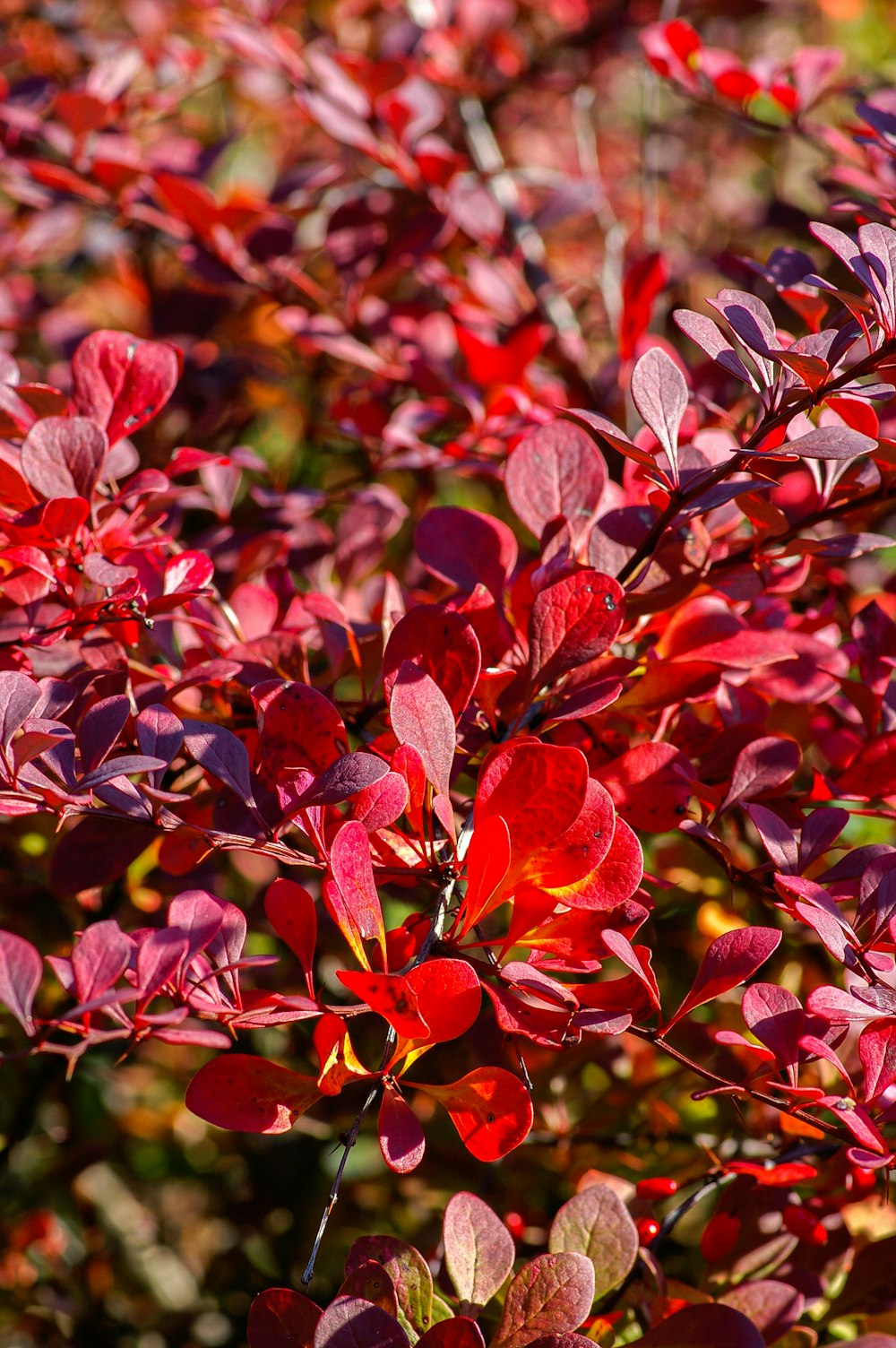 red and green leaves plant