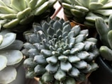 A close-up of multiple succulent plants with fleshy, rounded leaves. Small water droplets are visible on the leaves, adding a fresh and vibrant appearance. The arrangement of the succulents highlights their geometric patterns and textures.