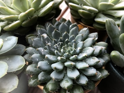 A close-up of multiple succulent plants with fleshy, rounded leaves. Small water droplets are visible on the leaves, adding a fresh and vibrant appearance. The arrangement of the succulents highlights their geometric patterns and textures.