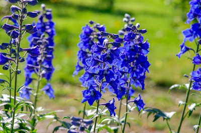 purple flowers in tilt shift lens