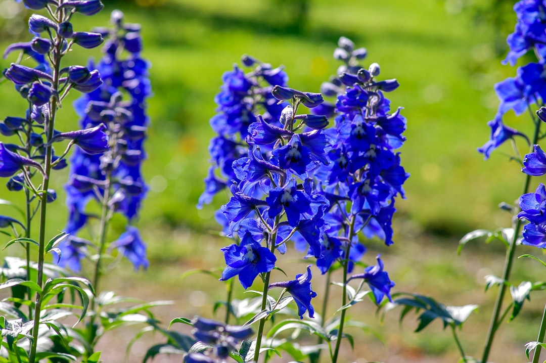 purple flowers in tilt shift lens