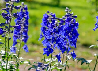 purple flowers in tilt shift lens