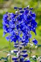 purple flowers in tilt shift lens
