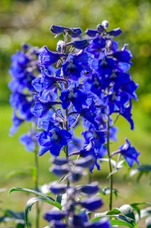 purple flowers in tilt shift lens