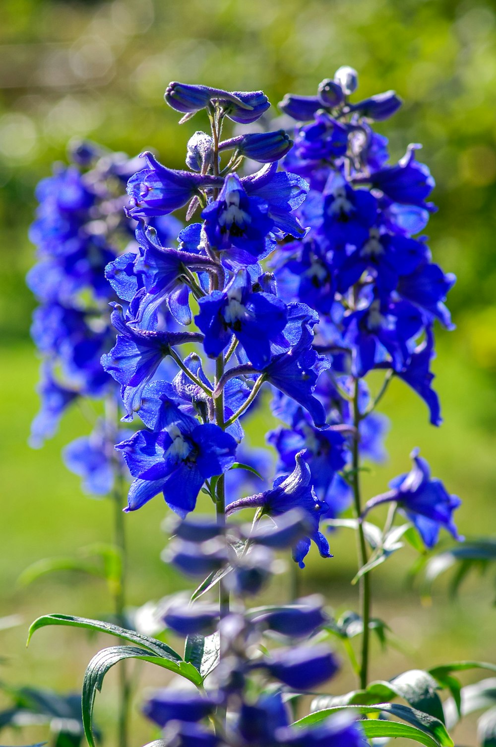 purple flowers in tilt shift lens