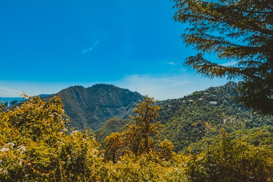 green and yellow trees near mountain under blue sky during daytime in Chopta India