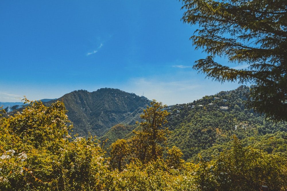 green and yellow trees near mountain under blue sky during daytime