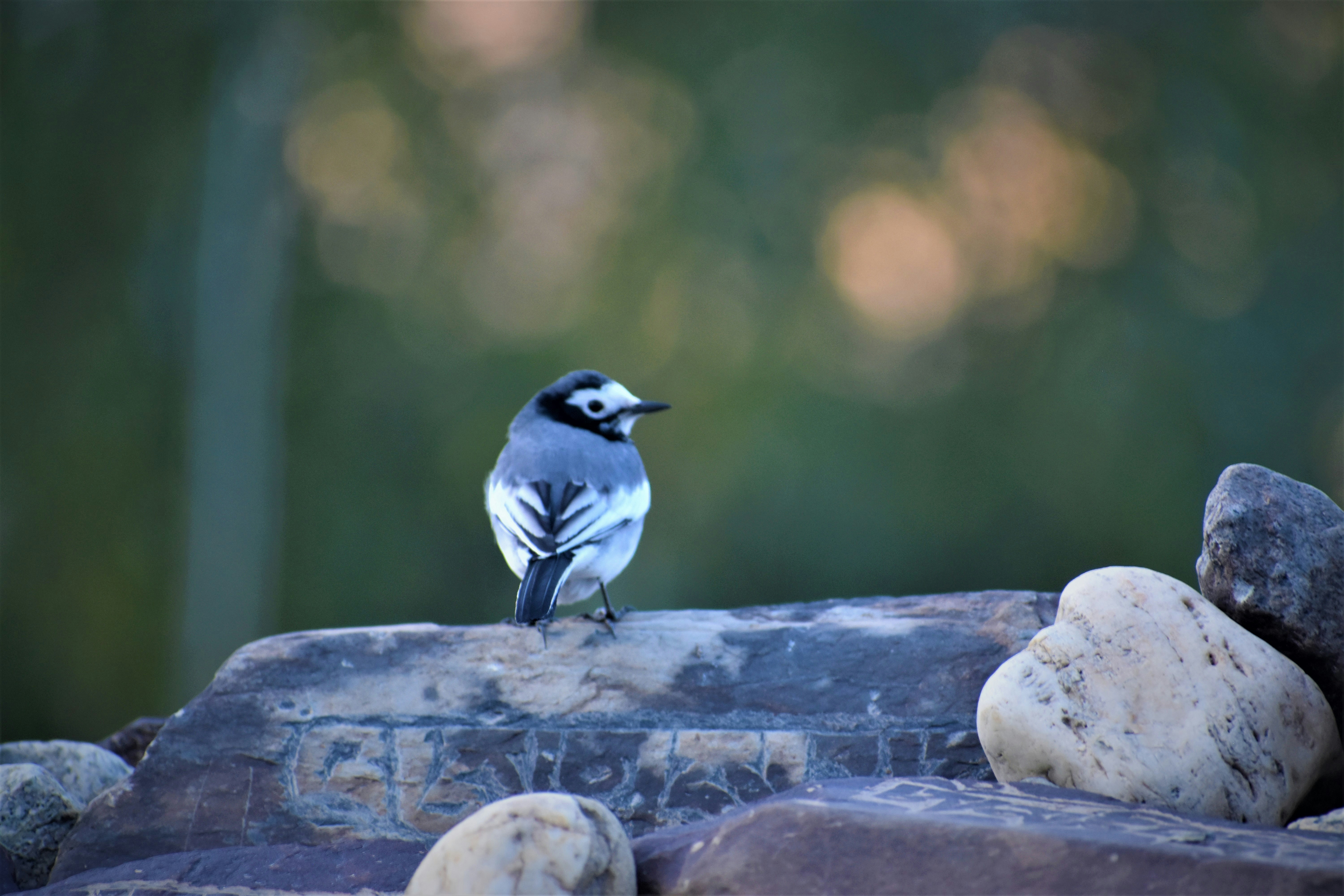 Photo by rigzinangdu