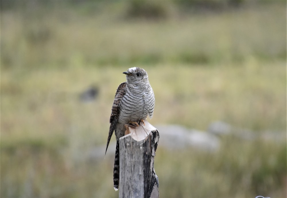 white and black owl on gray wooden post during daytime