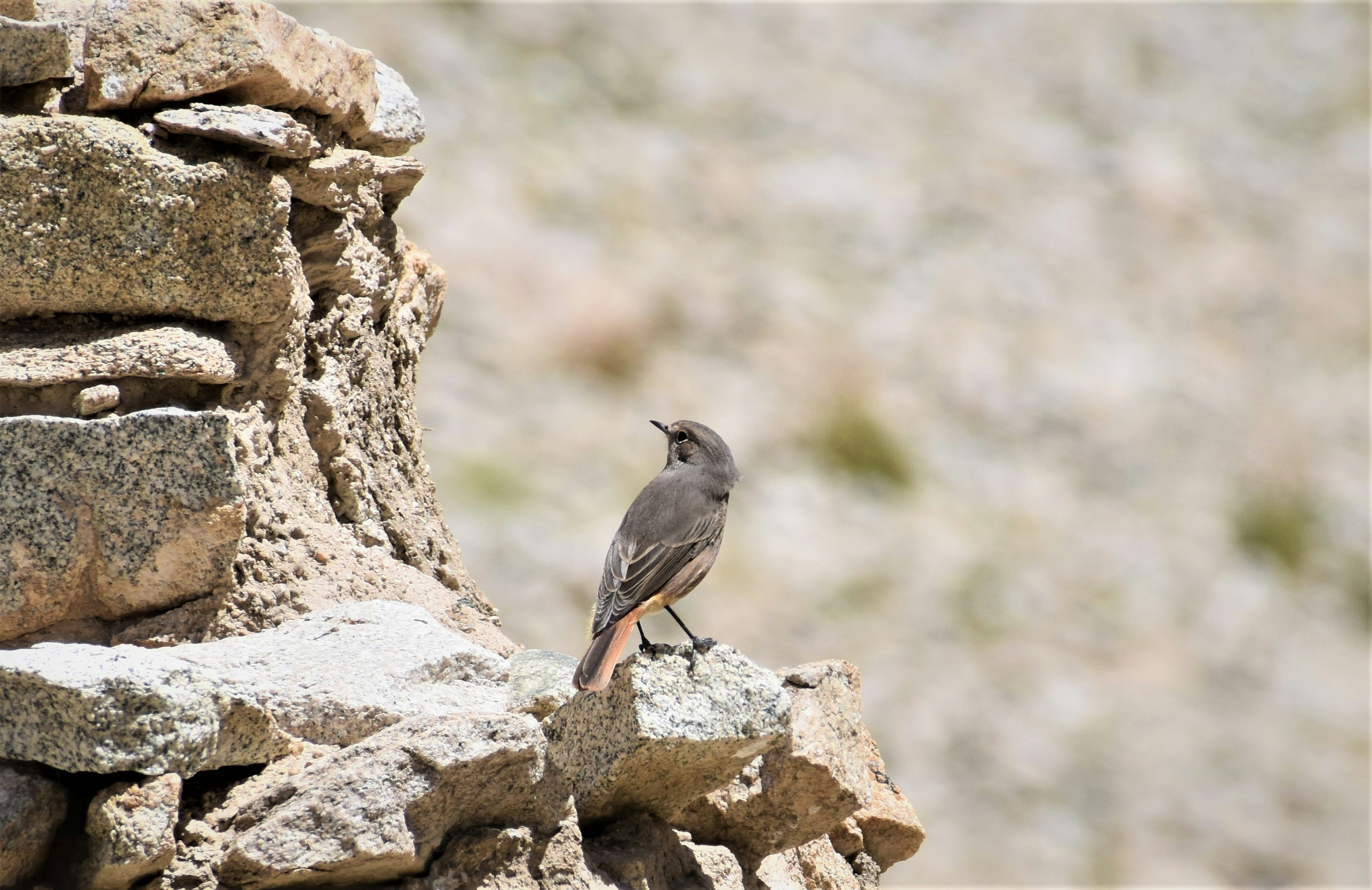 Photo by rigzinangdu