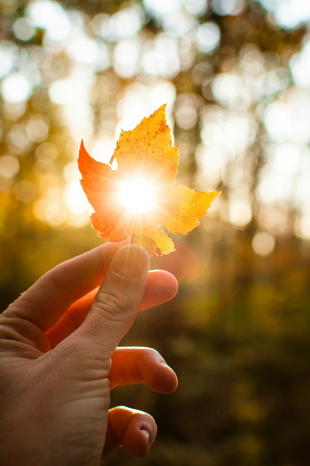 person holding yellow maple leaf