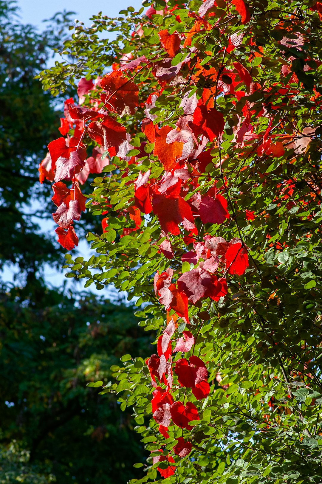 red and green maple leaves