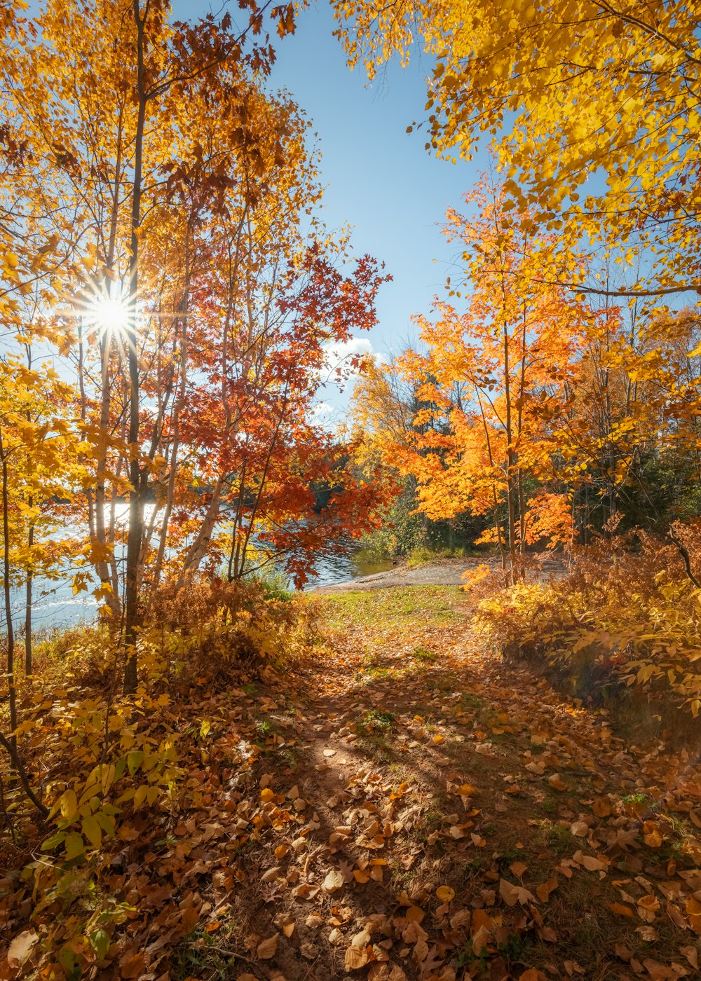 Arbres bruns sur le champ d’herbe verte sous le ciel bleu pendant la journée