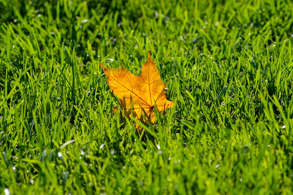 brown maple leaf on green grass field during daytime