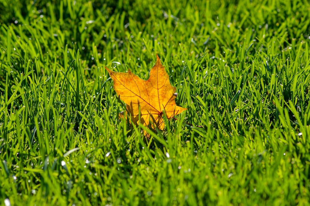 brown maple leaf on green grass field during daytime