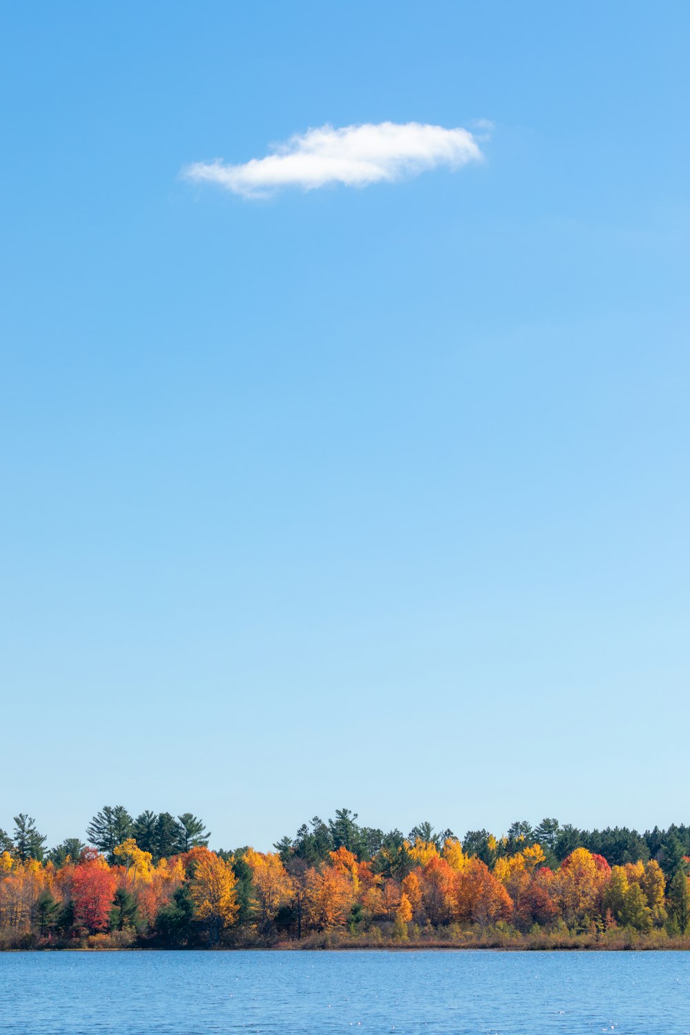 green trees under blue sky during daytime